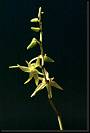 Angraecum comorensis * Rodrigo Remolina 
 * 419 x 623 * (44KB)